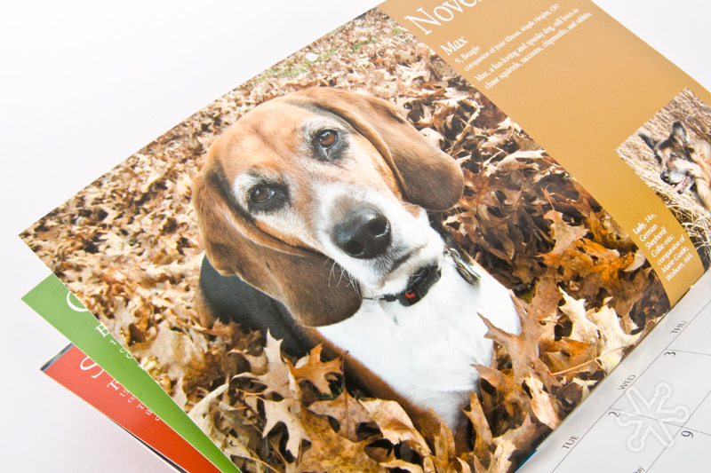 graying-muzzles-calendar-by-jakprints3